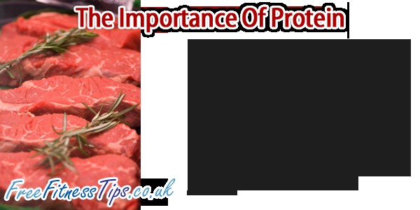 The Importance Of Protein