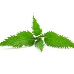 4 green nettle leaves.