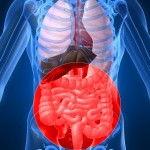 A skeletal graphic highlighting the stomach area in red.