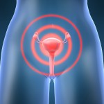 An image with the female ovaries highlighted in red.