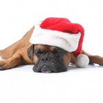 A dog sleeping with a Christmas hat on.