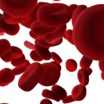 An image of multiple red blood cells.