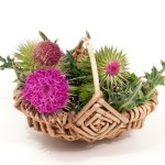 A basket containing milk thistle.
