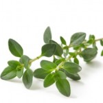 A sprig of thyme.