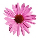 An echinacea flower on a white background.