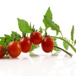 A bunch of cherry tomatoes on a green, leafy branch.