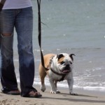 A dog walking on the beach.