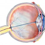 A drawing of an eye.